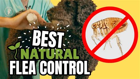 Natural Flea Control Youtube