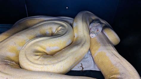 A 16 Foot Reticulated Python Was Rescued In Austin Texas After Being