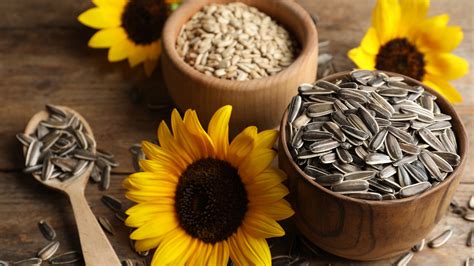 What You Need To Know About Eating Sunflowers Not Just The Seeds