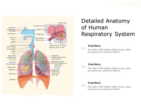 Detailed Anatomy Of Human Respiratory System Powerpoint Slides