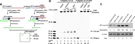 G4 Ligands Inhibit Rna Dependent Rna Synthesis And Hcv C Gene Download Scientific Diagram