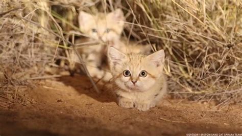 National Geographic On Twitter Sand Cats Are Typically Hard To Find