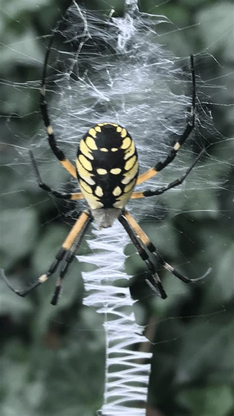 Big Spiders In Tennessee