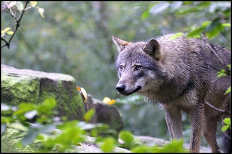 The ferocious nature of the wilds still cal. TrekNature | European wolf Photo