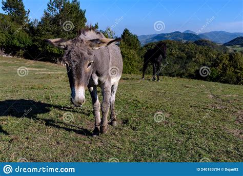 Donkey And Horse In A Field Stock Photo Image Of Farm Herbivorous
