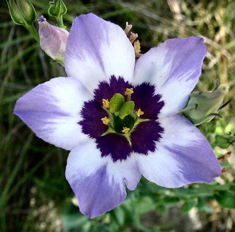 Texas Bluebell Wildflower Wild Flowers Unique Plants Bluebells