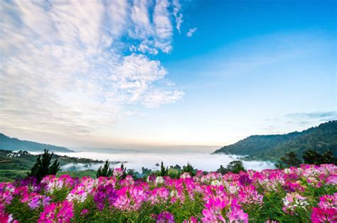 Colorful Flowers And Beautiful Scenery And Comfortable Mist Feel Peaceful Nature Premium Photo