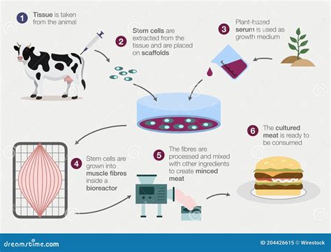 Hur Det Odlade Labbköttet Framställs Stock Illustrationer