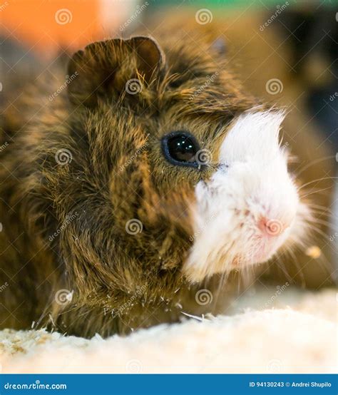 Portrait Of Guinea Pig At The Zoo Stock Image Image Of Mammal Grass