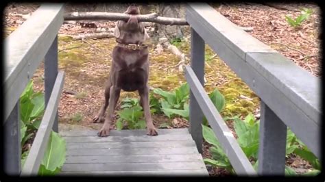 Smart Dog Figures Out How To Carry Big Stick Through Narrow Bridge