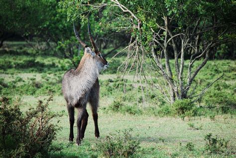 3840x2560 Alone Animal Buck Desert Grass Small Buck Walk Wild