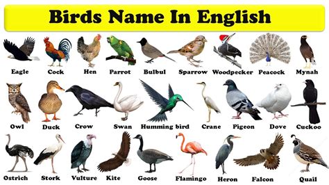 Birds Name In English With Pdf Name Of Birds Birds Names For Kids