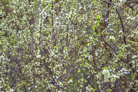 Spring Flowers And Buds Stock Photo Image Of Tree Apple 114616734