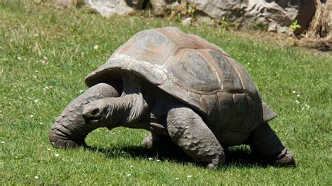 Aldabra-Schildkröte Adwaita: 256 Jahre-Die Aldabra-Riesenschildkröte