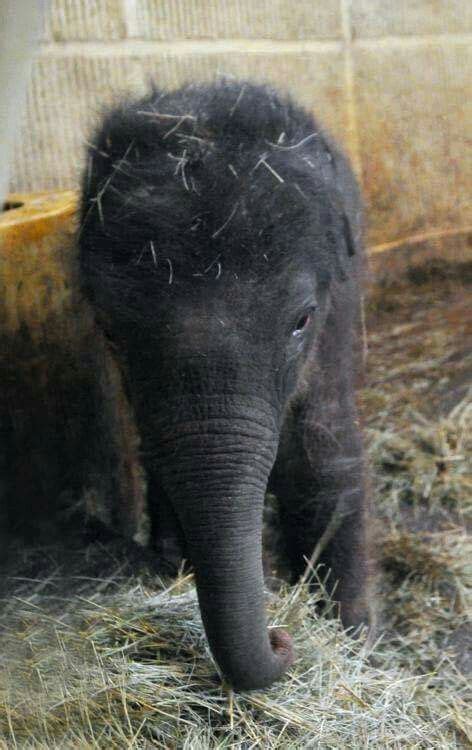 Cutest Little Baby Elephant Where Did That Fuzzy Hair Come From With