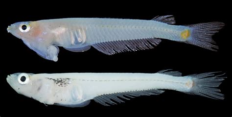 New Genitalia Headed Fish Is Evolutionary Mystery