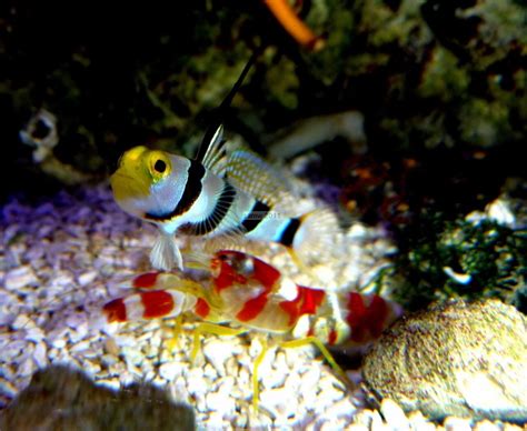 Hi Fin Goby And Pistol Pair Frag Box Corals