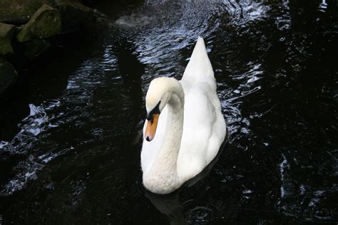 Swan On A Pond Free Stock Photo Public Domain Pictures