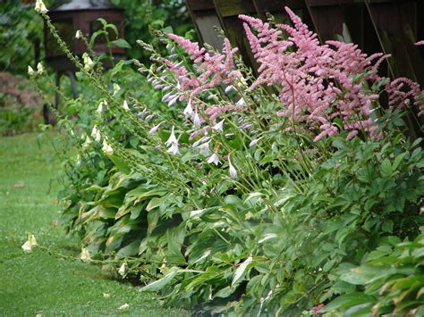 Pink Astilbe And Hostas Landscaping Plants Plants Astilbe