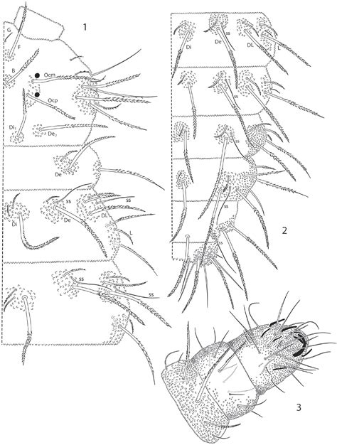 Two New Species Of Americanura Collembola Neanuridae From Belize