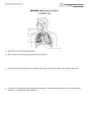 Respiratory System Review Sheet Pdf ANATOMY PHYSIOLOGY 12 NAME