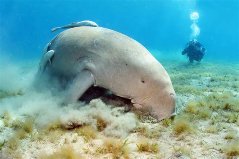 Dugong The Biggest Animals Kingdom