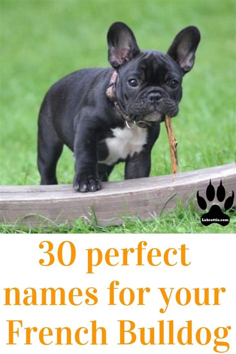 This is the spotlight dog as it seems quite fitting that a dog of french origin. 300+ Boy Dog Names A-Z | Dog names, Boy dog names, Funny ...