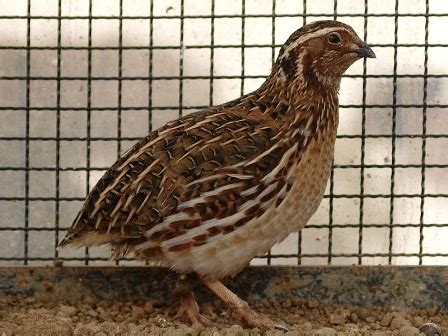 Hal ini sangat penting untuk diketahui, terutama jika anda ingin membiakkannya untuk dijual dan menghasilkan telur. DINARA AGRO FARM: Panduan Dan Teknik Ternakan Burung Puyuh