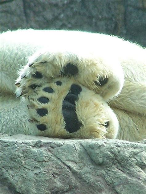 Girans Favorites Baby Polar Bears Bear Animals Wild