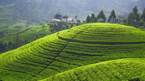 Tea Plantation 5k 4k Wallpaper Hills Trees Green