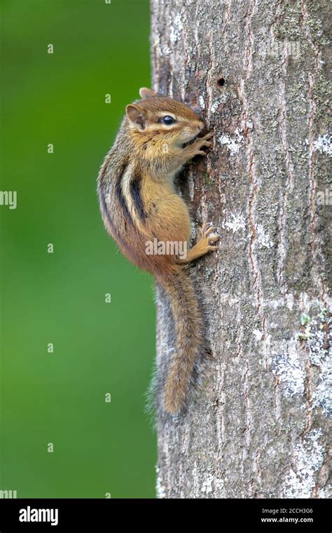 Eastern Chipmunk In Northern Wisconsin Stock Photo Alamy