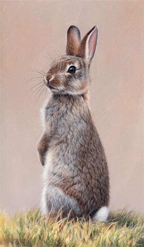 Alert Rabbit Sitting Up On Hind Legs Stock Images