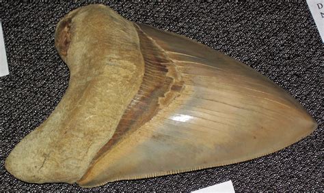 Carcharodon Megalodon Fossil Shark Tooth Miocene Lee C Flickr