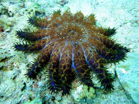 The Echinoblog Starfish Guide For The Philippines How Many Species