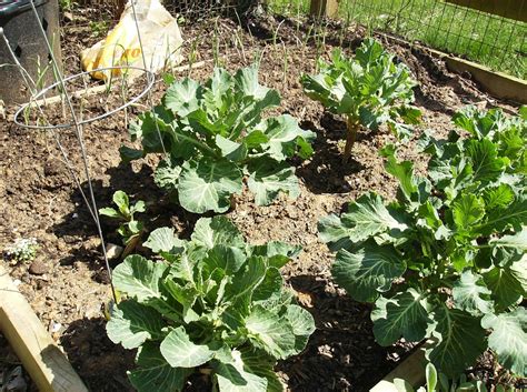 The Rusted Vegetable Garden