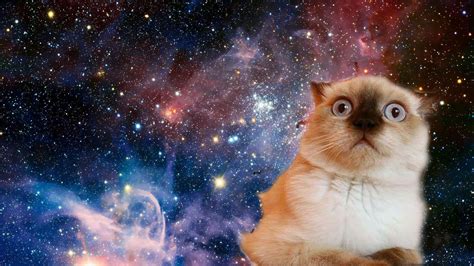 Cat Wallpaper Space Funny Confused Face Stars Mammal Pets