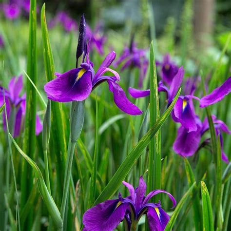 A Closer Look At The Japanese Water Iris Iris Ensata Thrives In The