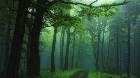 Blak Sand Path Between Foggy Green Trees Forest Background Hd Nature