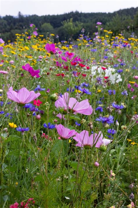 Close Look At Multi Colorful Flowers In Meadow At Sunshine Summer Day