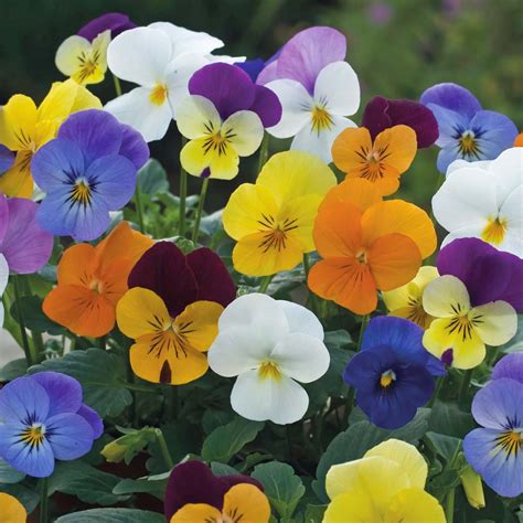 Lista di 35 tipi di fiori di primavera con relativi nomi e immagini; Sobno i baštensko cveće: Viola - Dan i noć