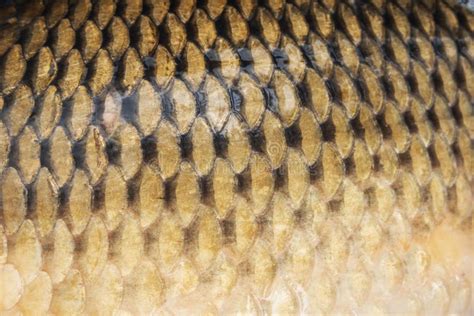 Fish Scaly Skin Texture Big Carp Scales Macro Pattern Background Stock