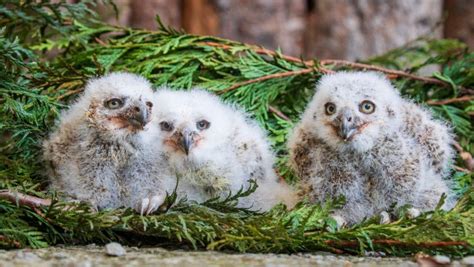 Trio Of Baby Owls Named After Storms Which Battered Uk Stv News