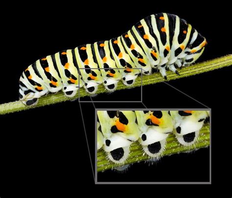 Swallowtail Larva Papilio Machaon Showing Close Detail Of Prolegs