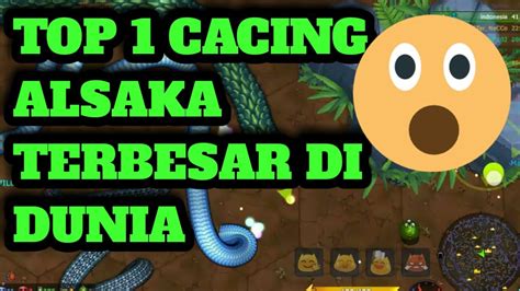 Top Global Cacing Alaska Seram😱 Youtube