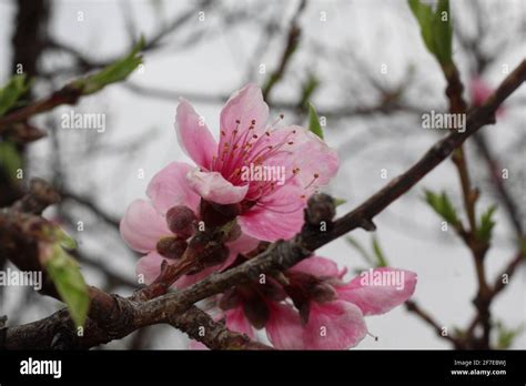 Peach Blossom In Spring Stock Photo Alamy