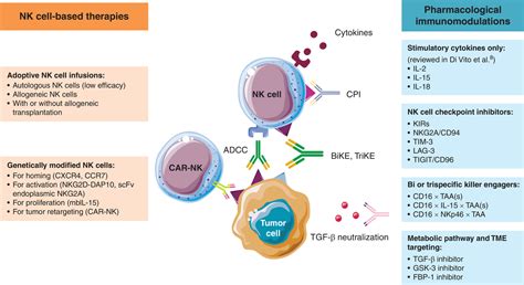 Mechanisms Of Nk Cell Dysfunction In The Tumor Microenvironment And
