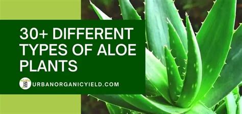 30 Different Types Of Aloe Plants With Pictures