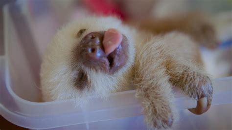 The Sloth Sanctuary Of Costa Rica Is Where Baby Sloths Get A New Start