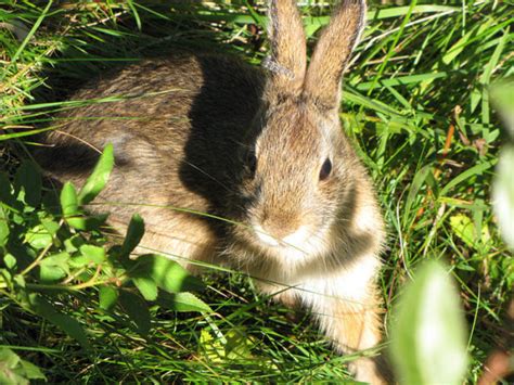 Seven Captive Bred New England Cottontails Released At Ninigret
