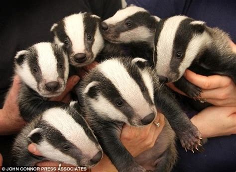Community Post A List Of Extremely Adorable Badger Babies Baby